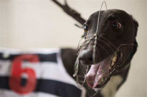 myracing greyhounds|greyhound race predictions.